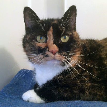 black, white and ginger cat in adoption centre pen