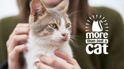 tabby and white cat being stroked by a woman