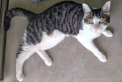 white and tabby cat lying on carpet