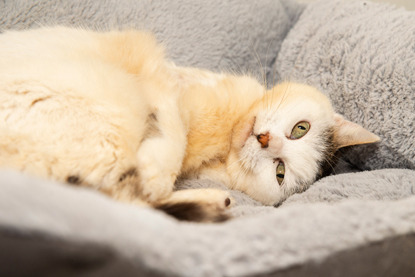 white and tabby cat in cat bed