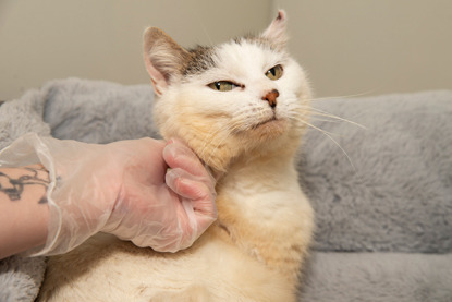 white and tabby cat having a chin rub