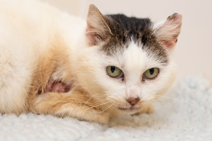 tabby and white cat with burns