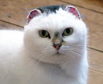 tabby and white cat with stitches on ears