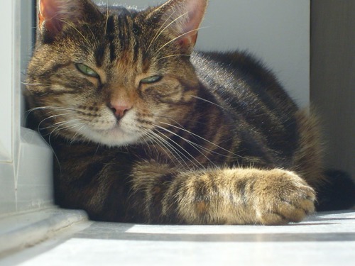 Tabby cat relaxing by a window in the sun