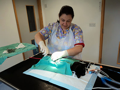 black cat having neutering operation