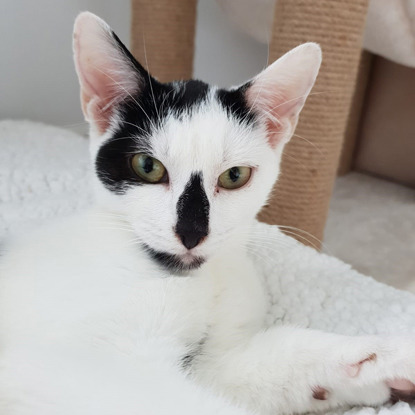 black and white kitten with black nose