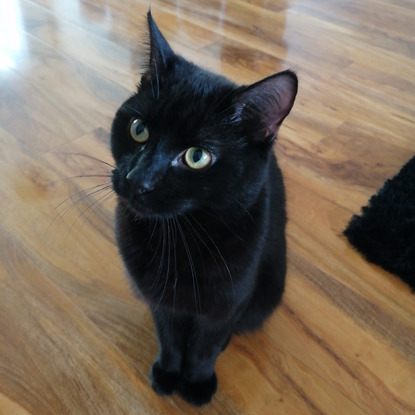 black cat sitting on wooden floor