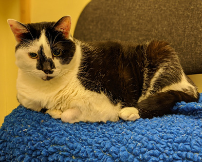 overweight black and white cat