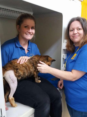 two women in cat pen with tortoiseshell cat with leg shaved