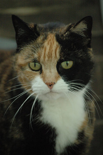 tortoiseshell cat