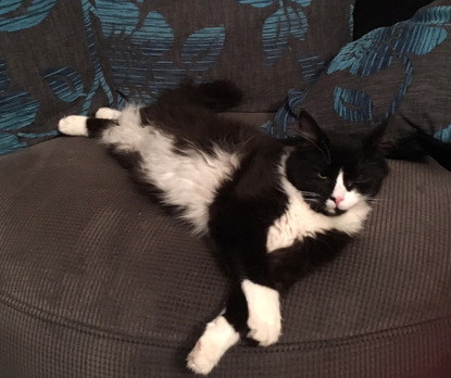 black and white cat on sofa