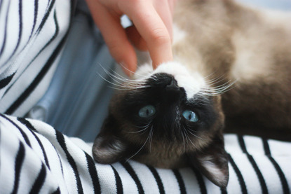 brown-and-white cat lying on back getting a chin scratch