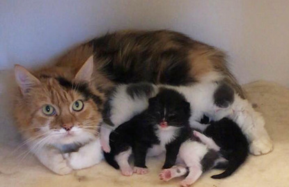 tortoiseshell cat with her litter of black and white kittens