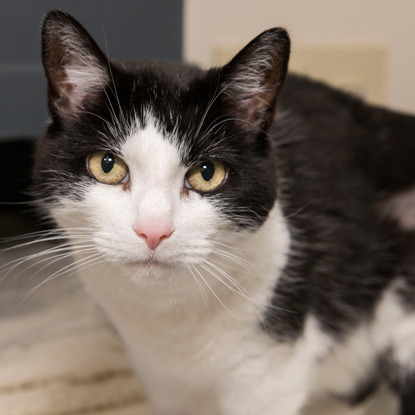 black and white cat with yellow eyes