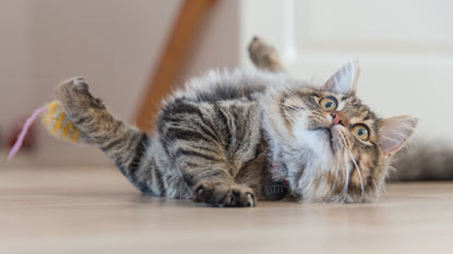 longhaired tabby cat playing with toy mouse