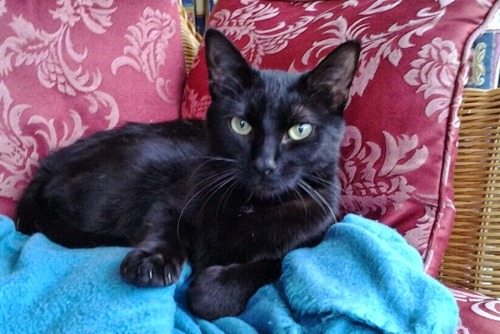 black cat lying on blue blanket and red cushions