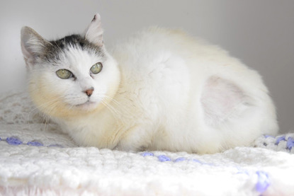 white cat with bald patch in fur