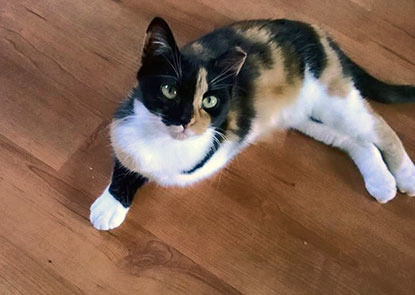 tortoiseshell cat laying on wooden floor