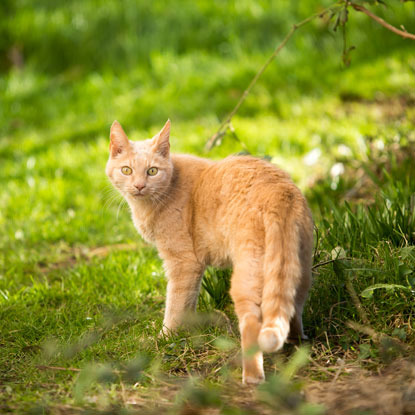 ginger cat in grass