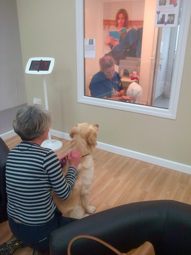 white cat in adoption centre through window, with lady and dog on other side of glass