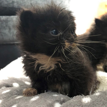 fluffy black and white kitten sitting on blanket