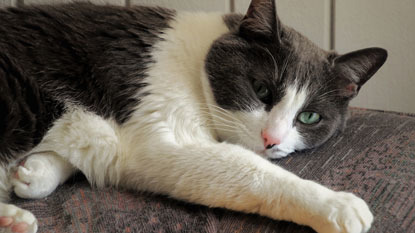 grey and white cat relaxed on sofa cushion