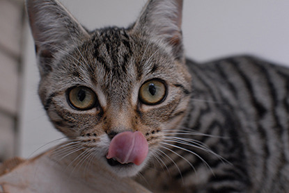 tabby kitten licking lips