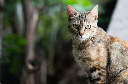 tabby cat sitting in garden