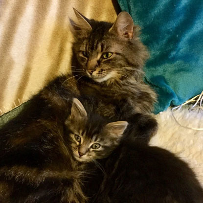 tabby cat with kitten on cushions