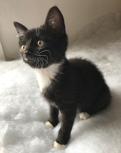 black and white kitten