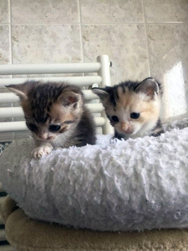 two tiny ginger and tabby kittens