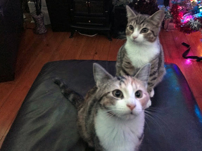 two tabby and white cats with Christmas tree in background