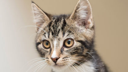 brown and white tabby kitten