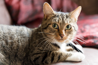 Tabby cat sitting on beige sofa