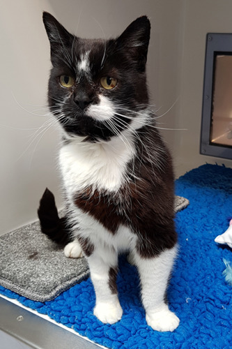 black and white elderly cat in adoption pen