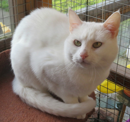 white cat sat in outdoor pen