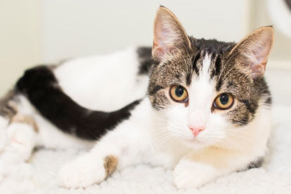 White and tabby cat lying on white fleece blanket