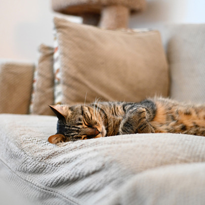 tabby cat asleep on sofa