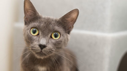 grey kitten looking at camera