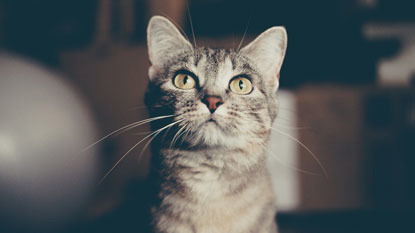 tabby cat looking up