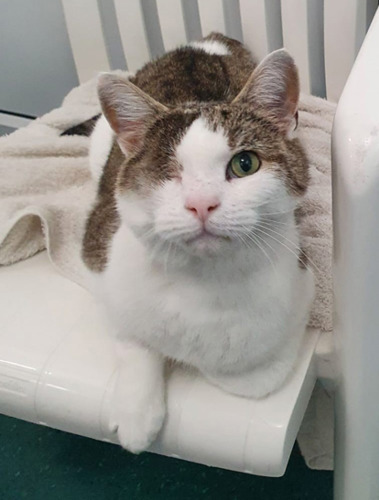 one eyed tabby-and-white cat sitting on plastic chair