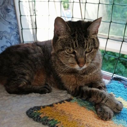 tabby cat sat on windowsill with paws crossed