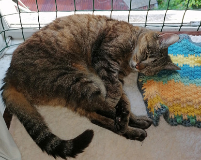 tabby cat sitting on windowsill