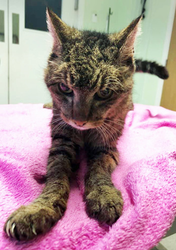 skinny tabby sitting on pink blanket