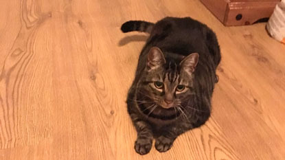 tabby cat lying on wooden floor