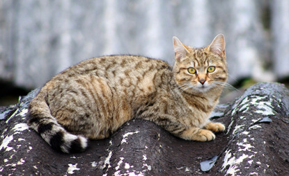 tabby cat sitting on roof of shed