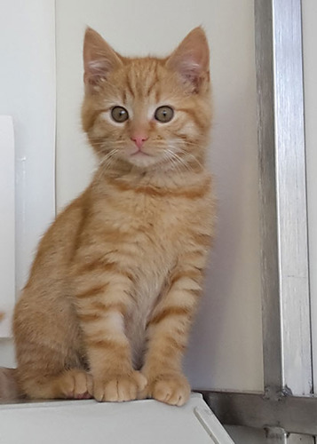 ginger tabby kitten in rescue centre