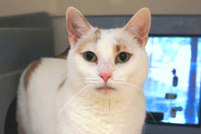 white and ginger cat in a cat pen