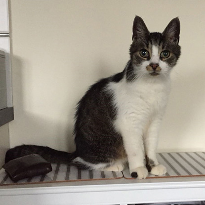 tabby and white cat sitting on sideboard