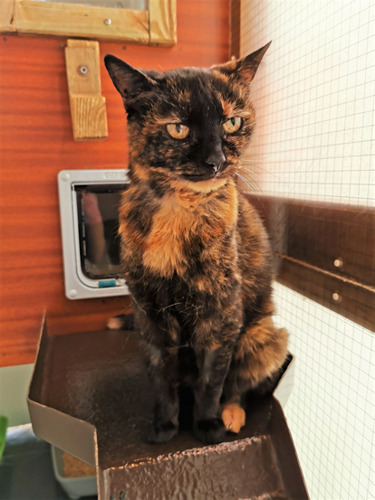 tortoiseshell cat sitting on a shelf in cat pen